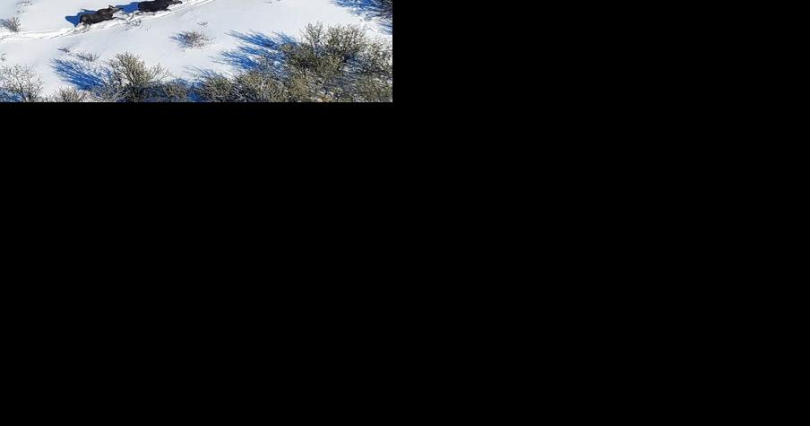 More moose seen in Elko County - Vimarsana News