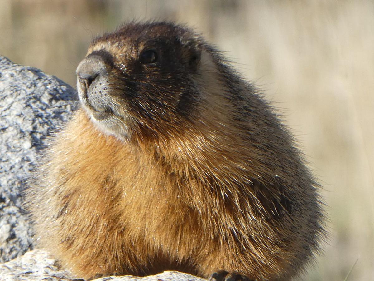 Nature Notes: The marmots of Lamoille Canyon