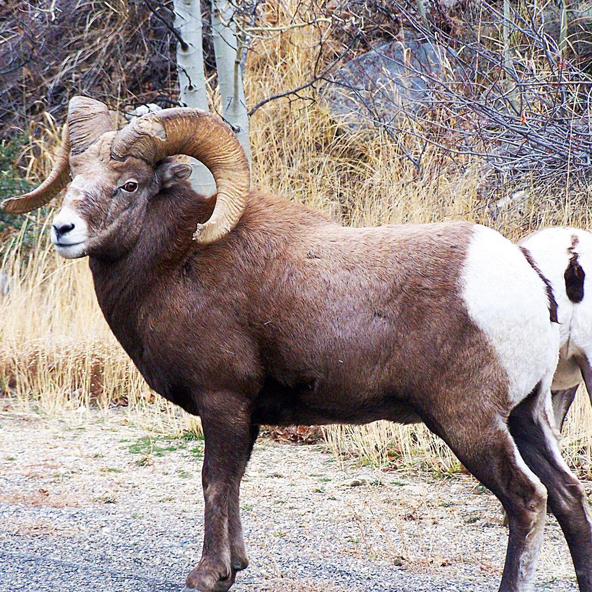 Nature Notes Wild Sheep Living In North America Lifestyles Elkodaily Com