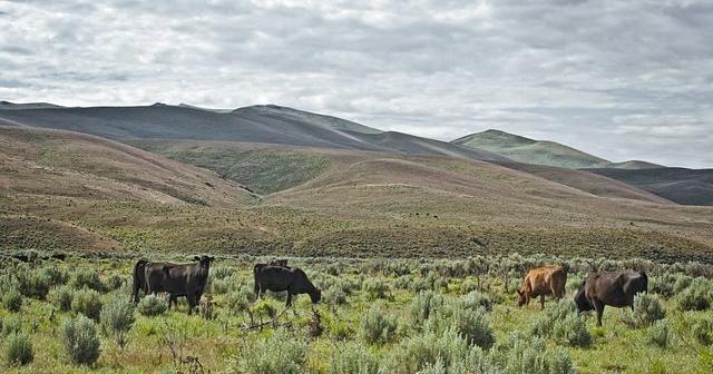 Could Carlin host a new beef company?
