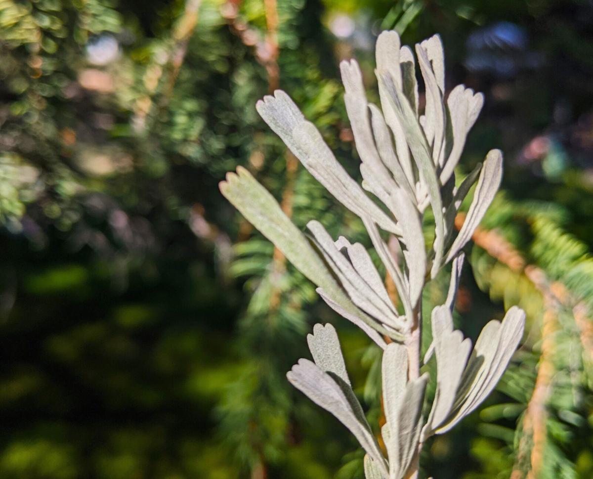 Nature Notes Sagebrush benefits wildlife