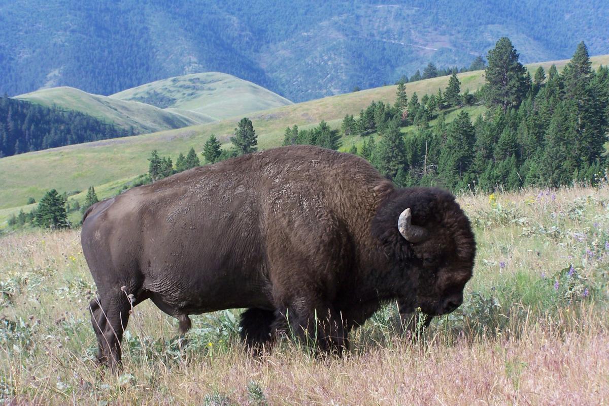 Nature Notes: Bison returning to Native Americans