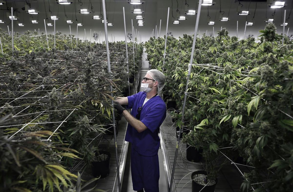 Nevada Marijuana