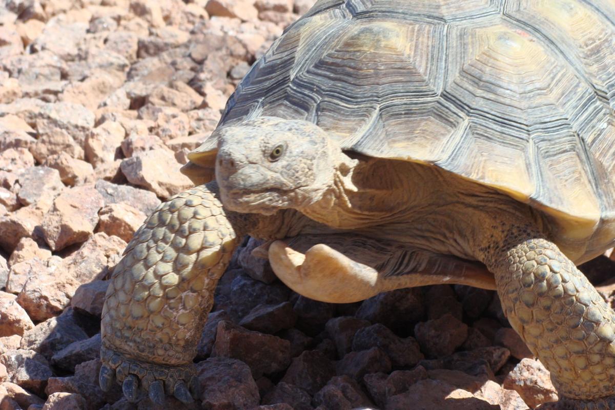 Pet desert tortoise coming this year