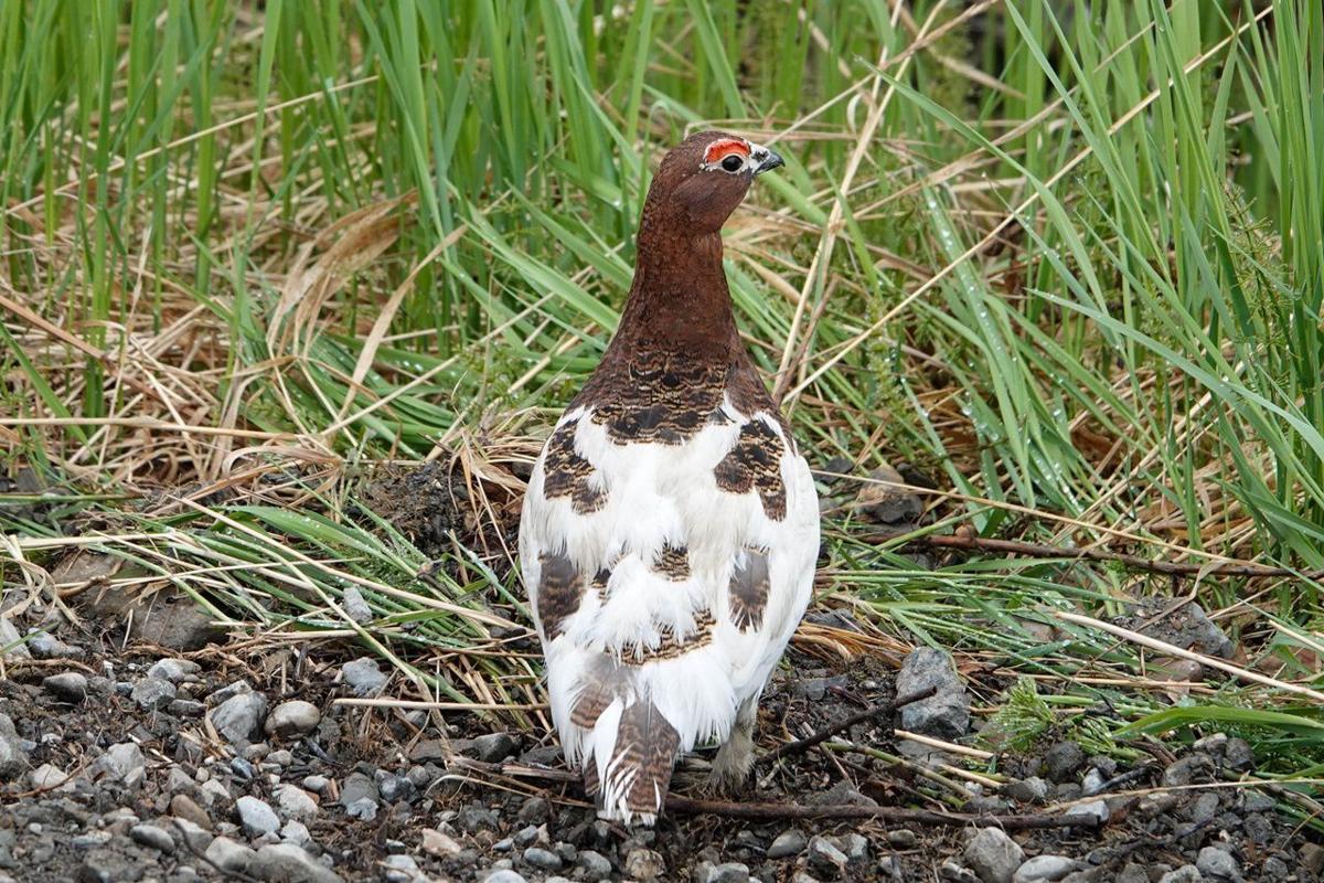 Willow ptarmigan