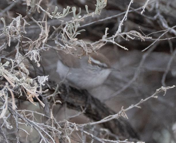 Beth Carpel Bewick's wren-06520 .jpg