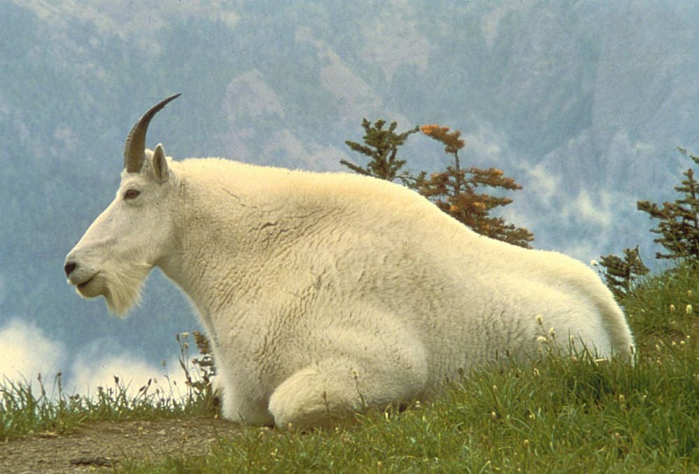 Nature Notes: Removing mountain goats