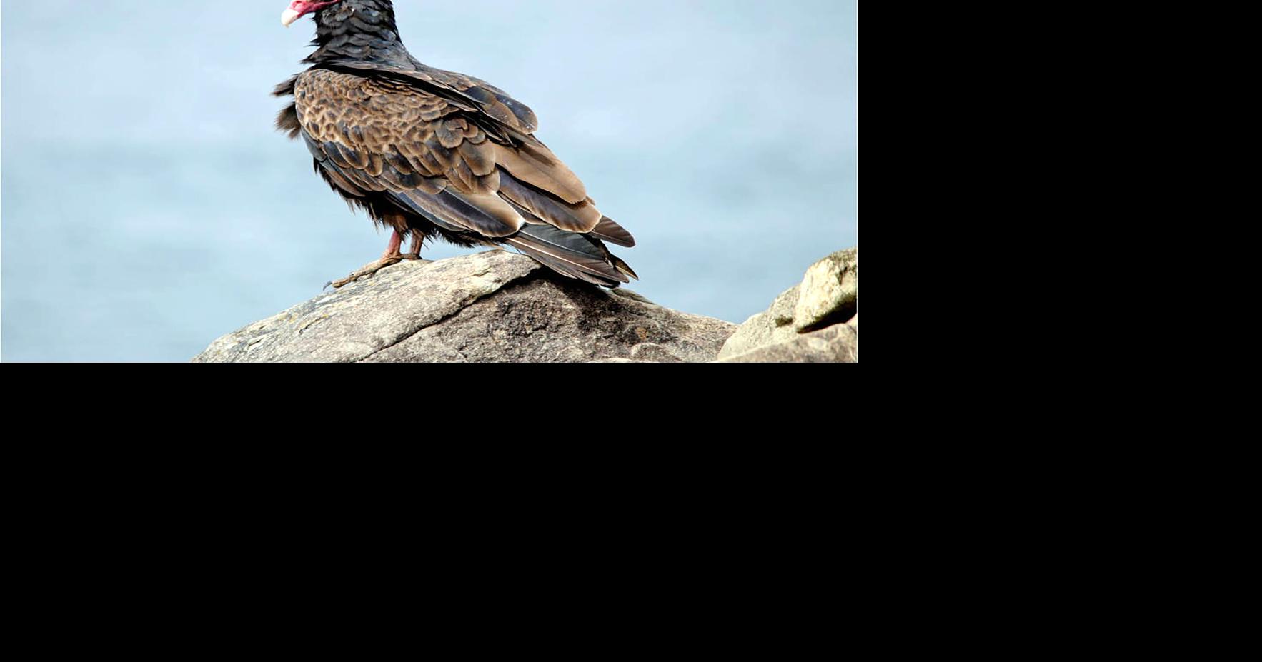 Nature Notes Hyslop: Turkey vulture - magnificent or just gross? LARRY HYSLOP Elko Daily Correspondent Apr 25, 2026 1 min ago