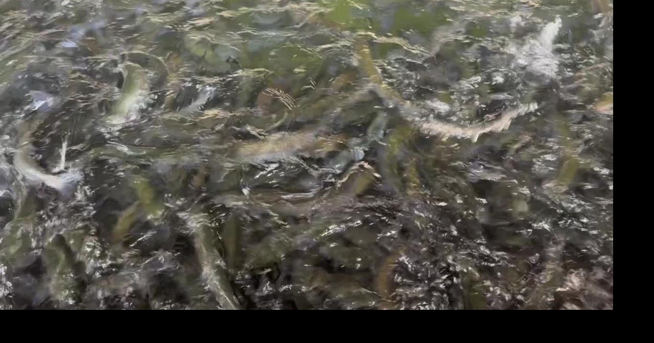 Exploring inside the Gallagher State Fish Hatchery at Ruby Lake