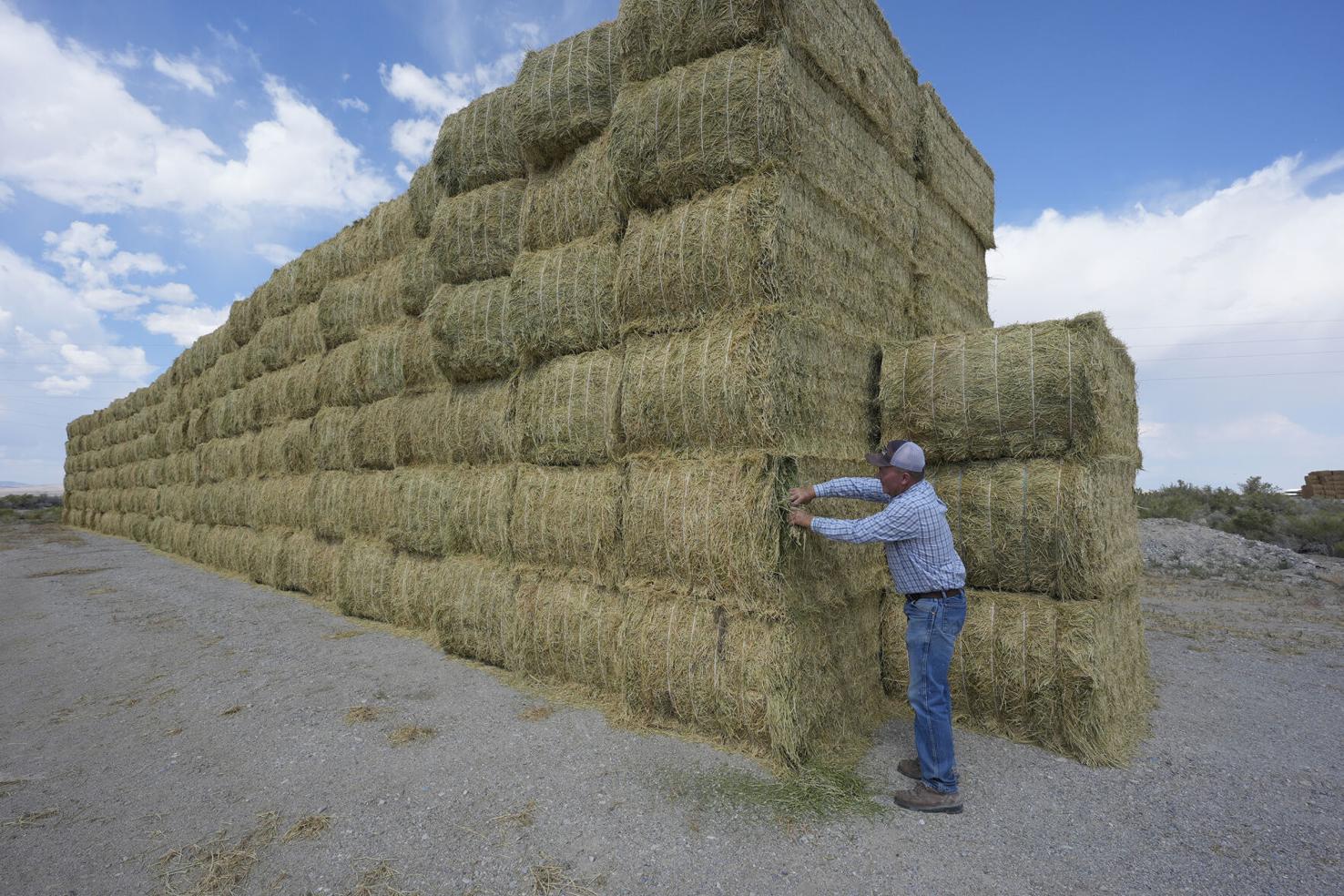 Election 2024 Nevada Immigration Tom Baker with bales