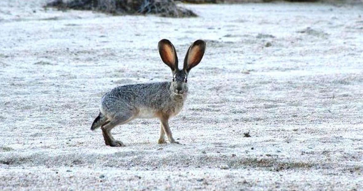 Nature Notes: Winter jackrabbits