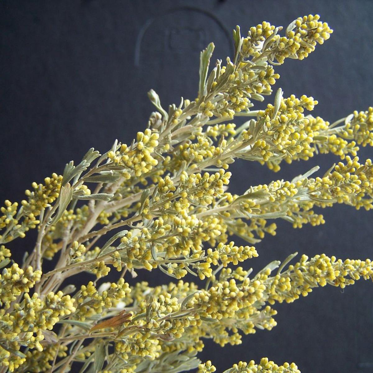 Nature Notes Sagebrush Flowers In Fall Lifestyles Elkodaily Com