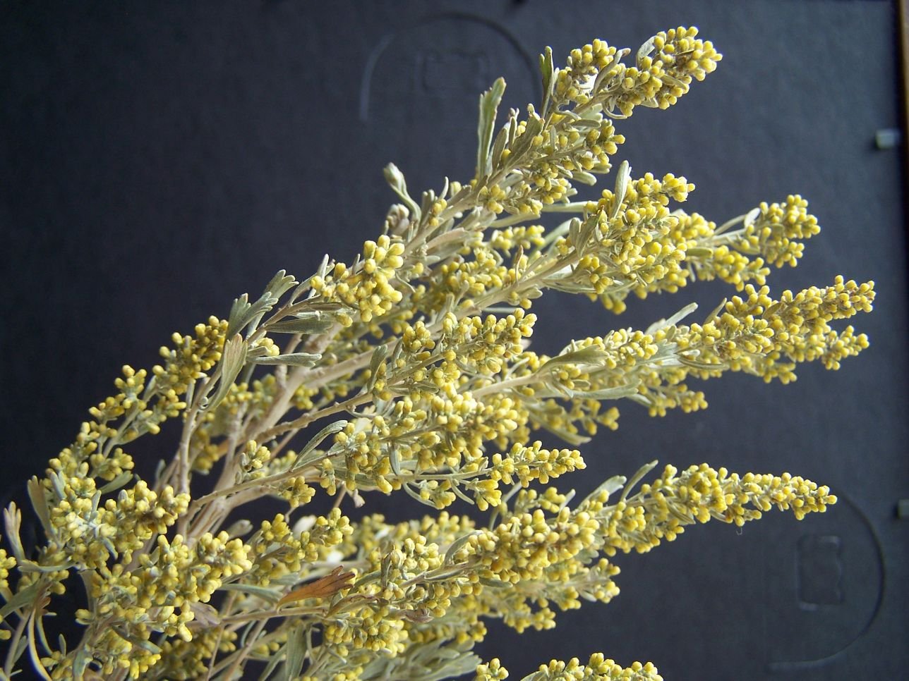 Nature Notes Sagebrush Flowers In Fall Lifestyles Elkodaily Com