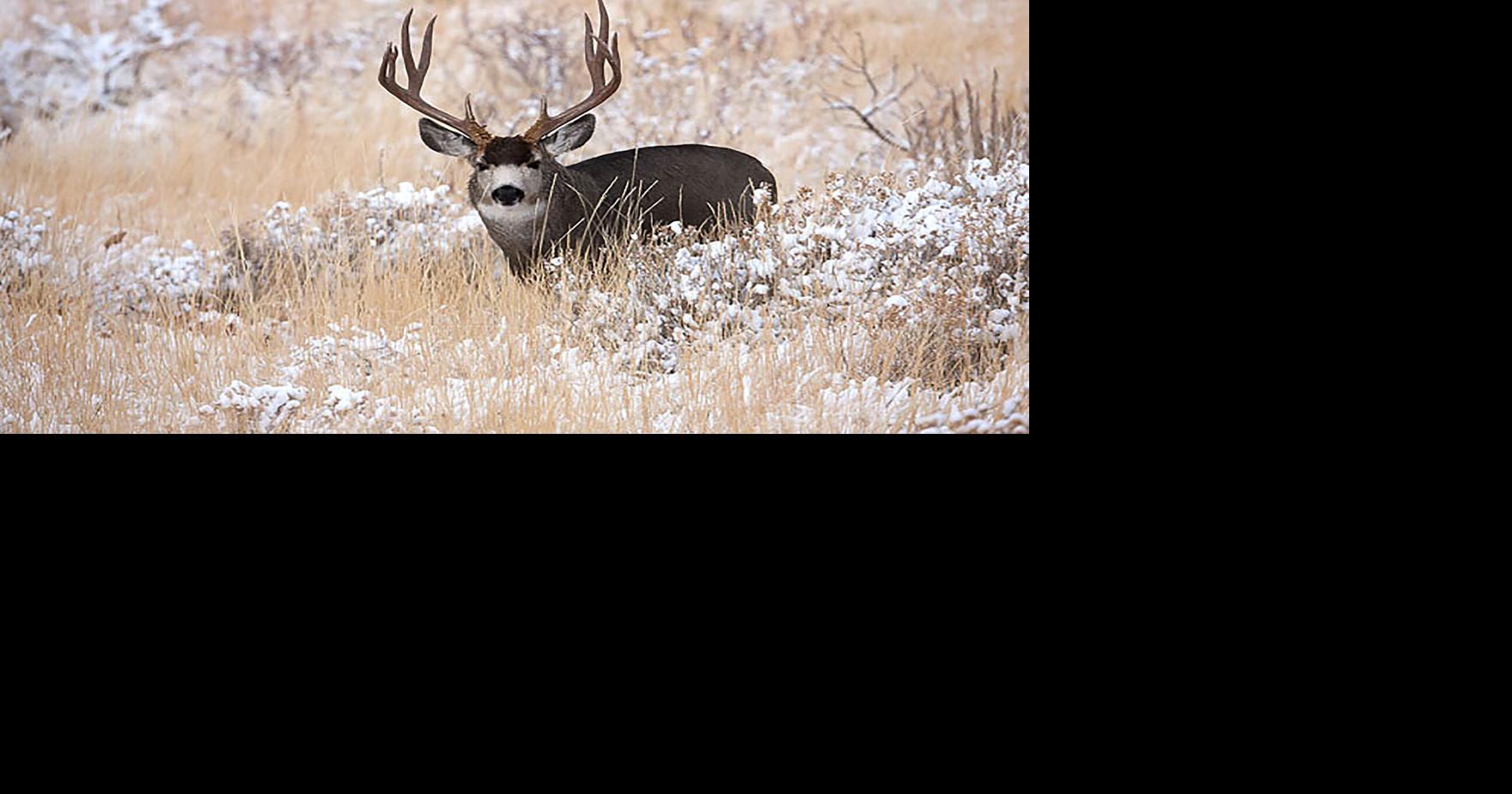 Hyslop: Getting ready for the 2026 big game hunts