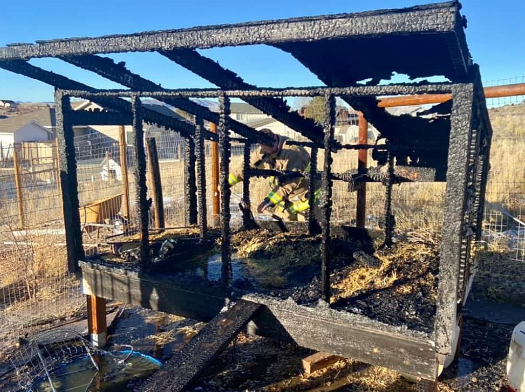 Chickens escape early frying