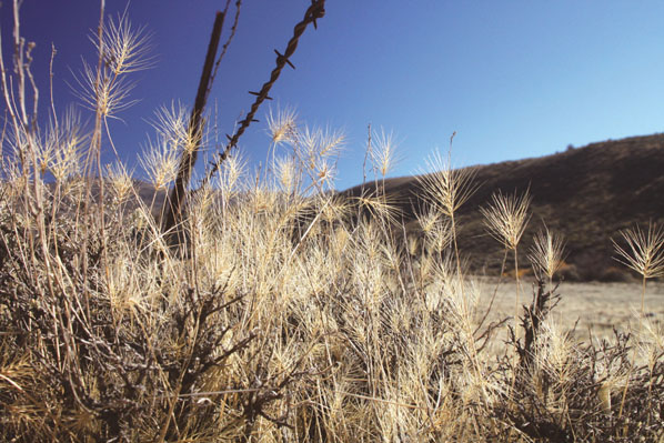 Nature Notes: A very nasty annual grass