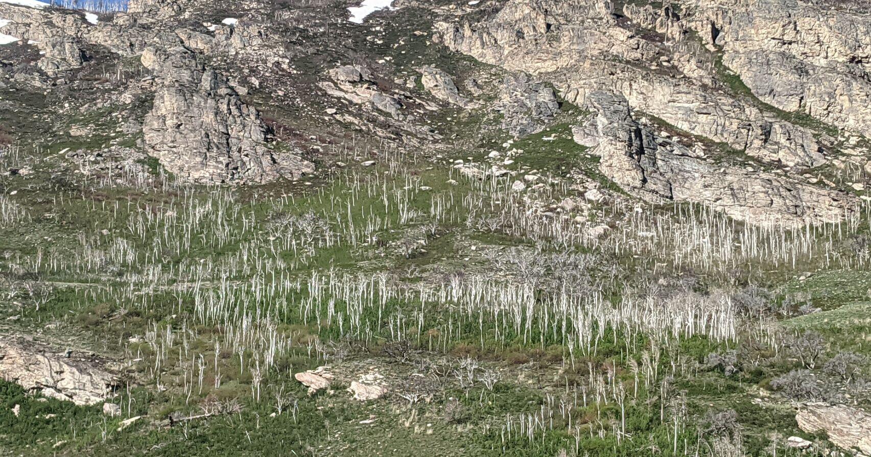 Nature Notes: Let's call it White Tree Canyon - Vimarsana News