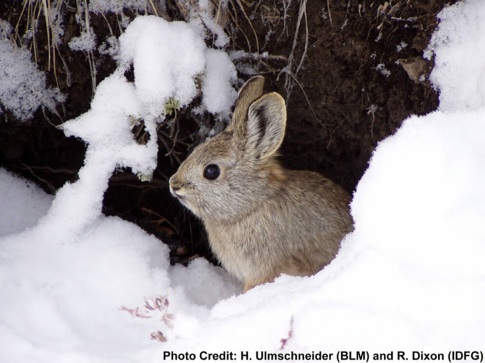 Nature Notes Larry Hyslop-Hunt forthe elusive pygmy rabbits