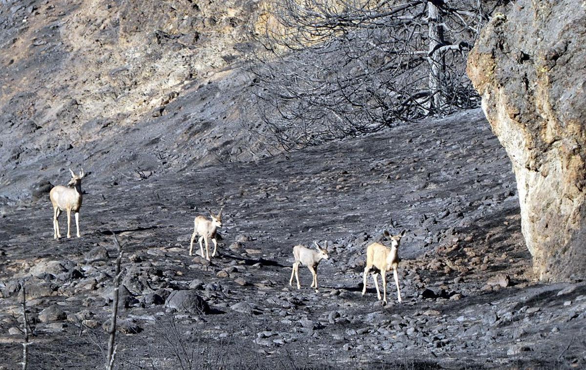 South Sugarloaf Fire (17).JPG