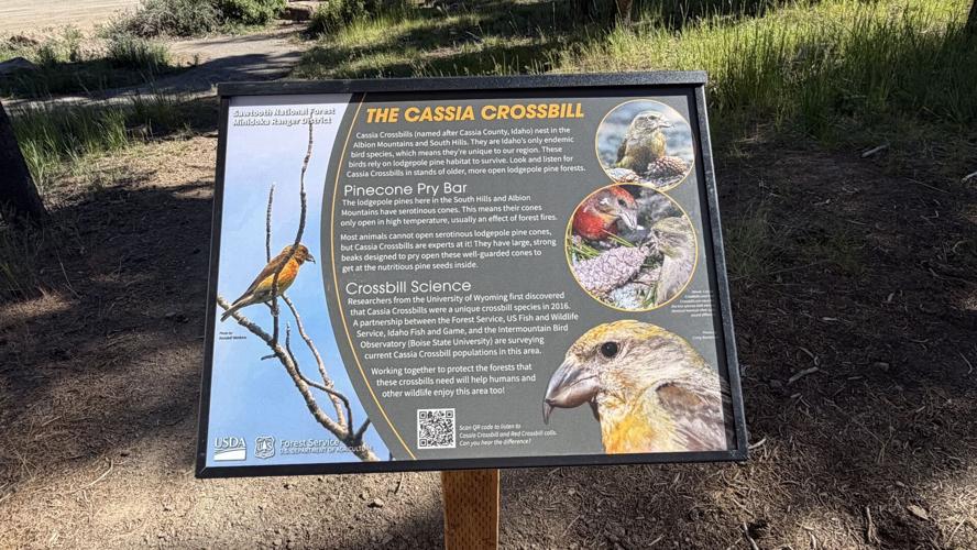 Cassia Crossbill Interpretive Sign unveiled at Diamondfield Jack Campground in the South Hills