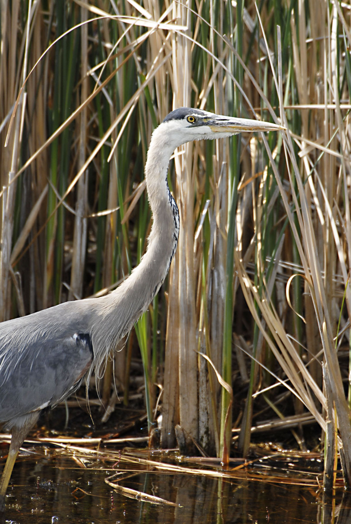 Wildlife of Nevada | Lifestyles | elkodaily.com