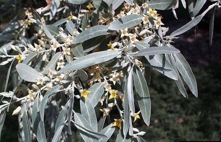 Nature Notes: Russian olive trees as ornamentals or weeds?