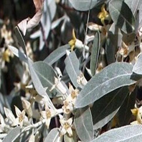 Nature Notes Russian Olive Trees As Ornamentals Or Weeds Lifestyles Elkodaily Com