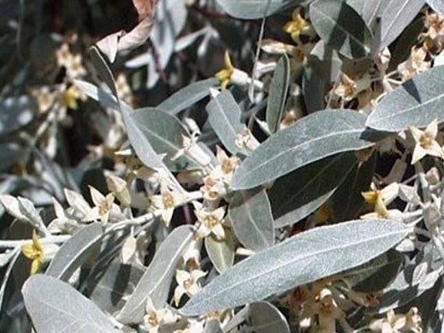 Nature Notes Russian Olive Trees As Ornamentals Or Weeds Lifestyles Elkodaily Com