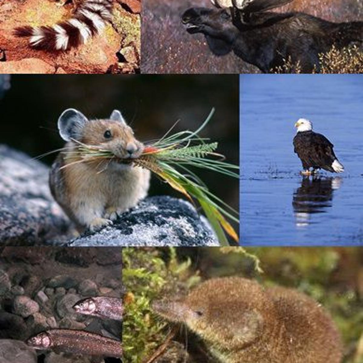 Where S The Wildlife The Six Least Commonly Seen Animals In Northeastern Nevada Lifestyles Elkodaily Com