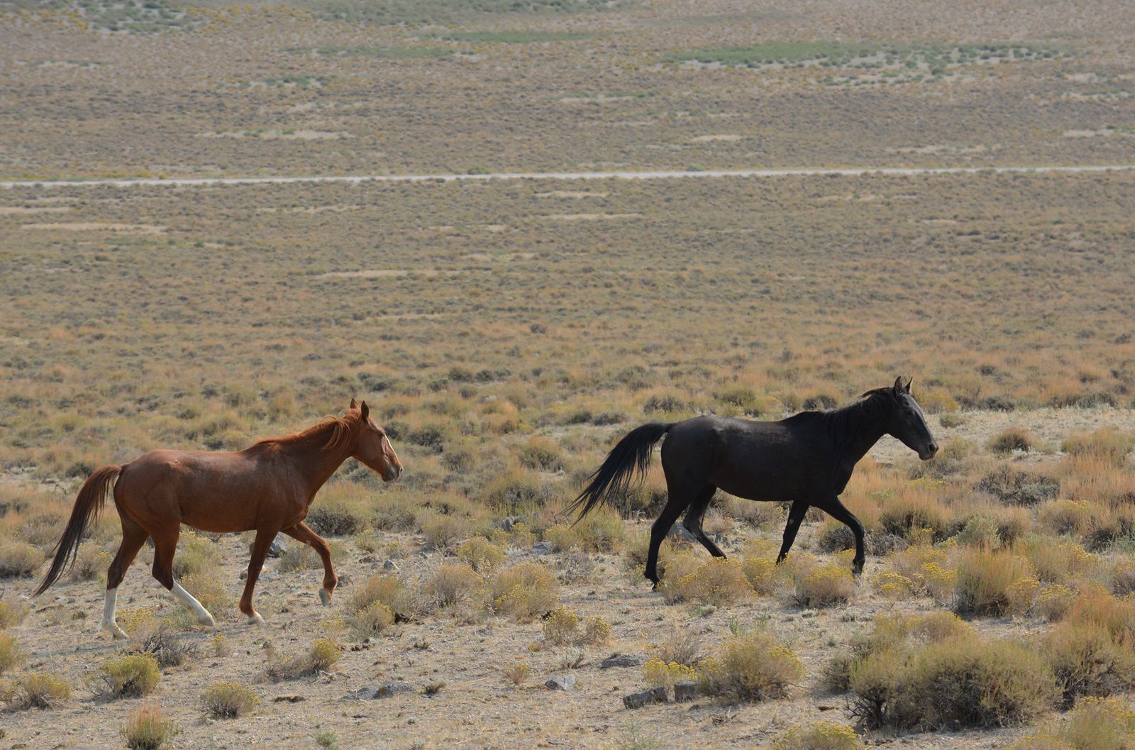 More Than 2,000 Horses Rounded Up In Northeastern Nevada