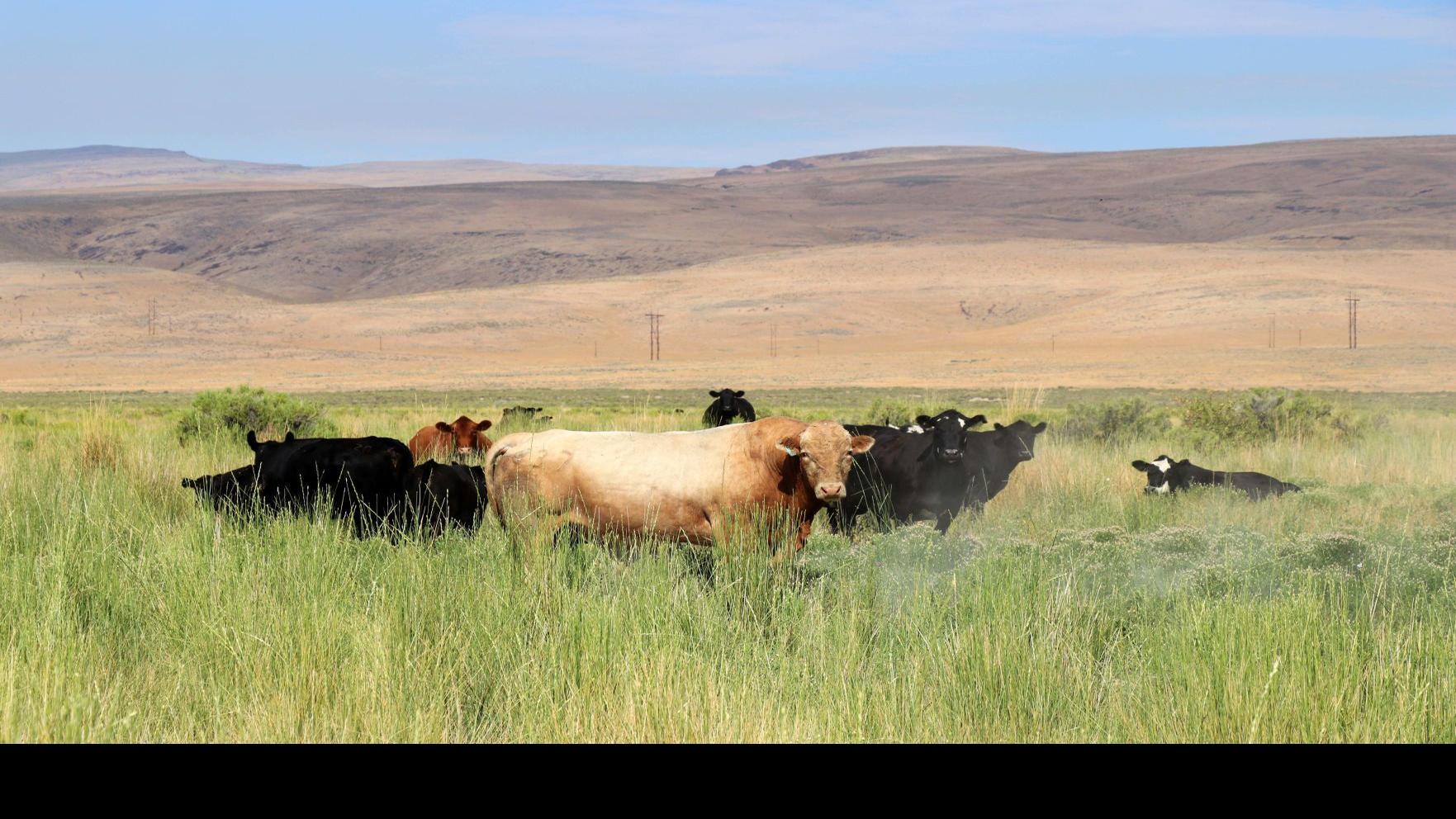 Nevada Gold Mines To Manage Ranch Land Mining Elkodaily Com