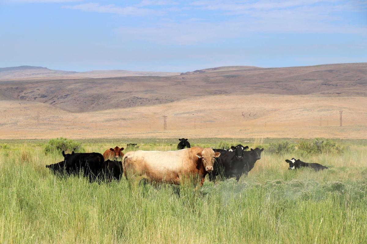 Nevada Gold Mines To Manage Ranch Land Mining Elkodaily Com