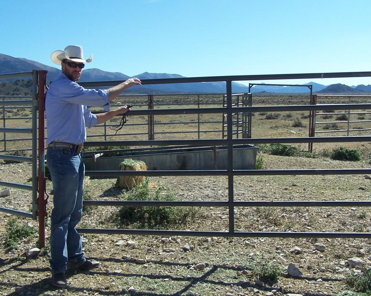 Wild horse project
