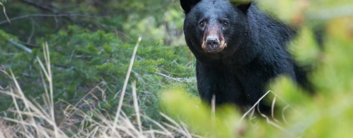 Black bears continue to move through the Wood River Valley in search of food