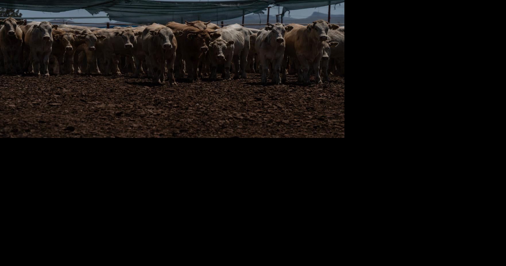 'It's a relief': How 100% inspections regulate Mexican cattle exports to US Jeff Abbott El Paso Times Aug 30, 2026 6 mins ago
