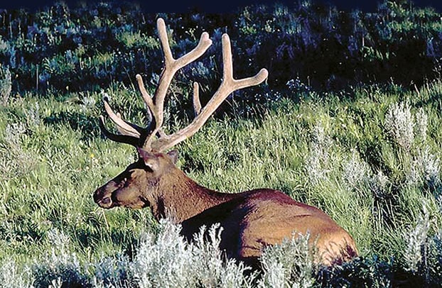 Elk season underway with increased tags