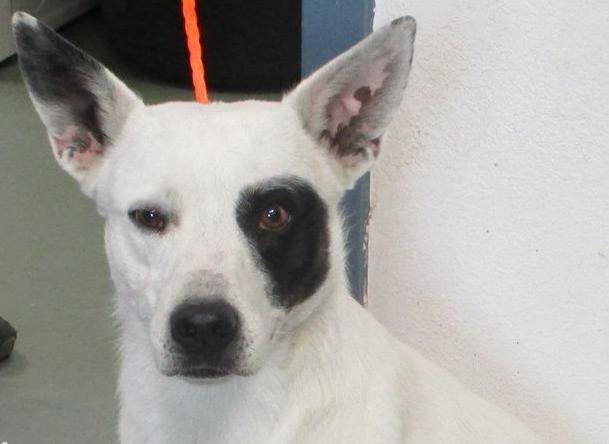 Pet of the Week