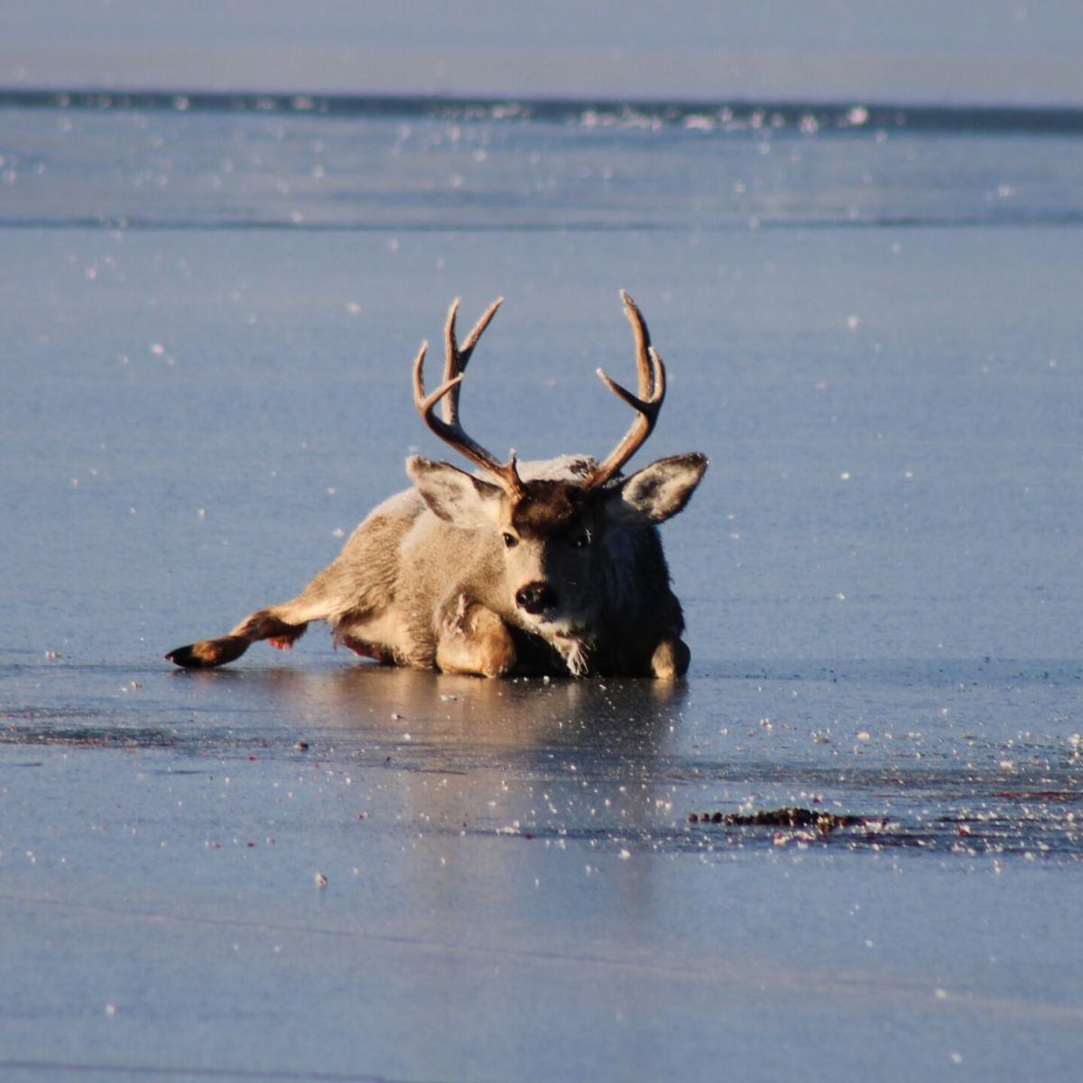 Oh deer: Off-duty game warden rescues buck named Frank from thin ice