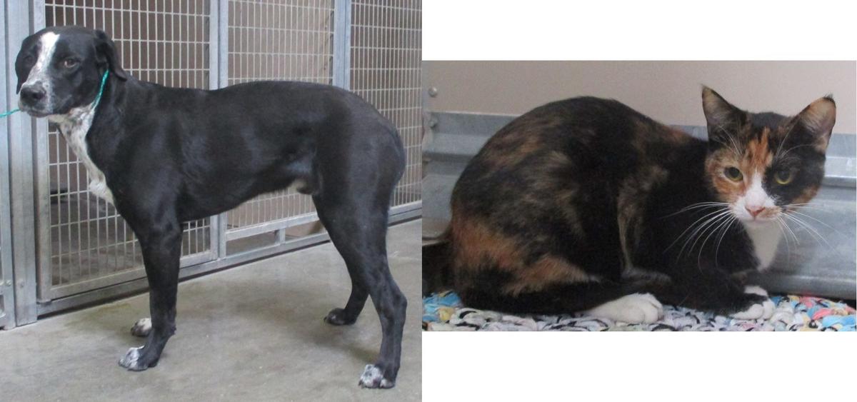 Pets of the Week
