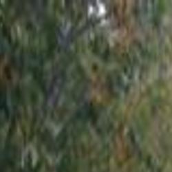 Nevada Forest Campgrounds Won T Be Open For Holiday Local Elkodaily Com