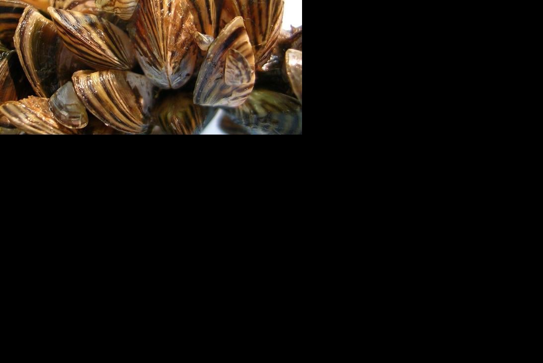 Invasive Zebra mussels nearing Maine Waterfront