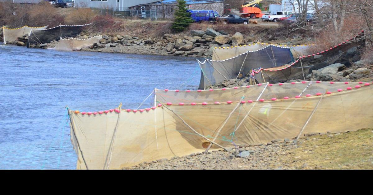 Elver season to open Monday News ellsworthamerican com