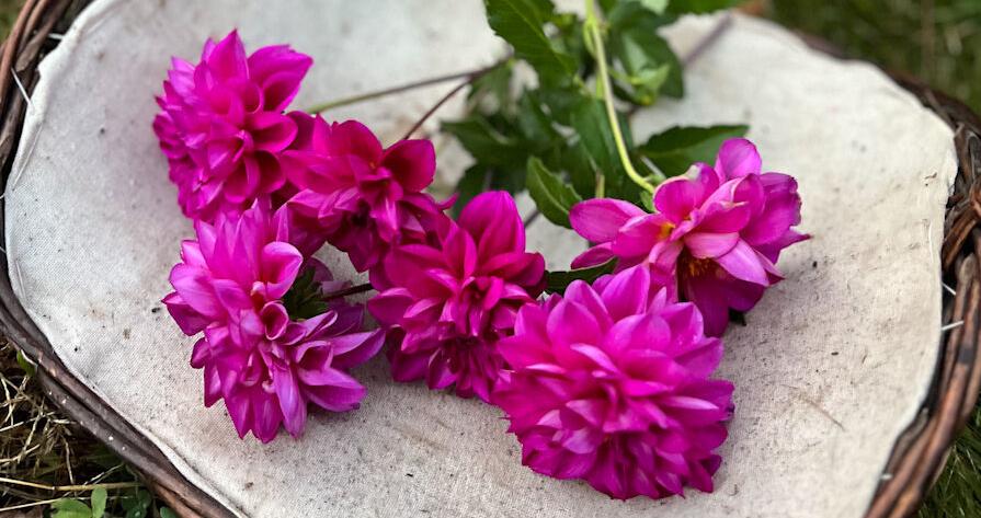 Pat's dahlias: A love story decades in the making
