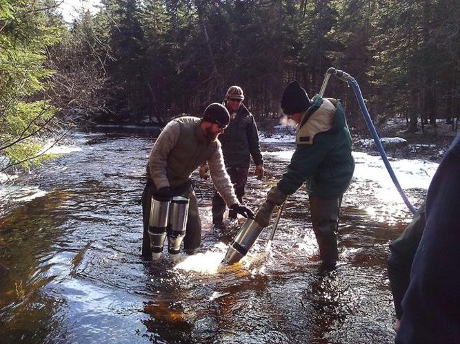 Thousands of baby salmon euthanized after hatchery virus Waterfront