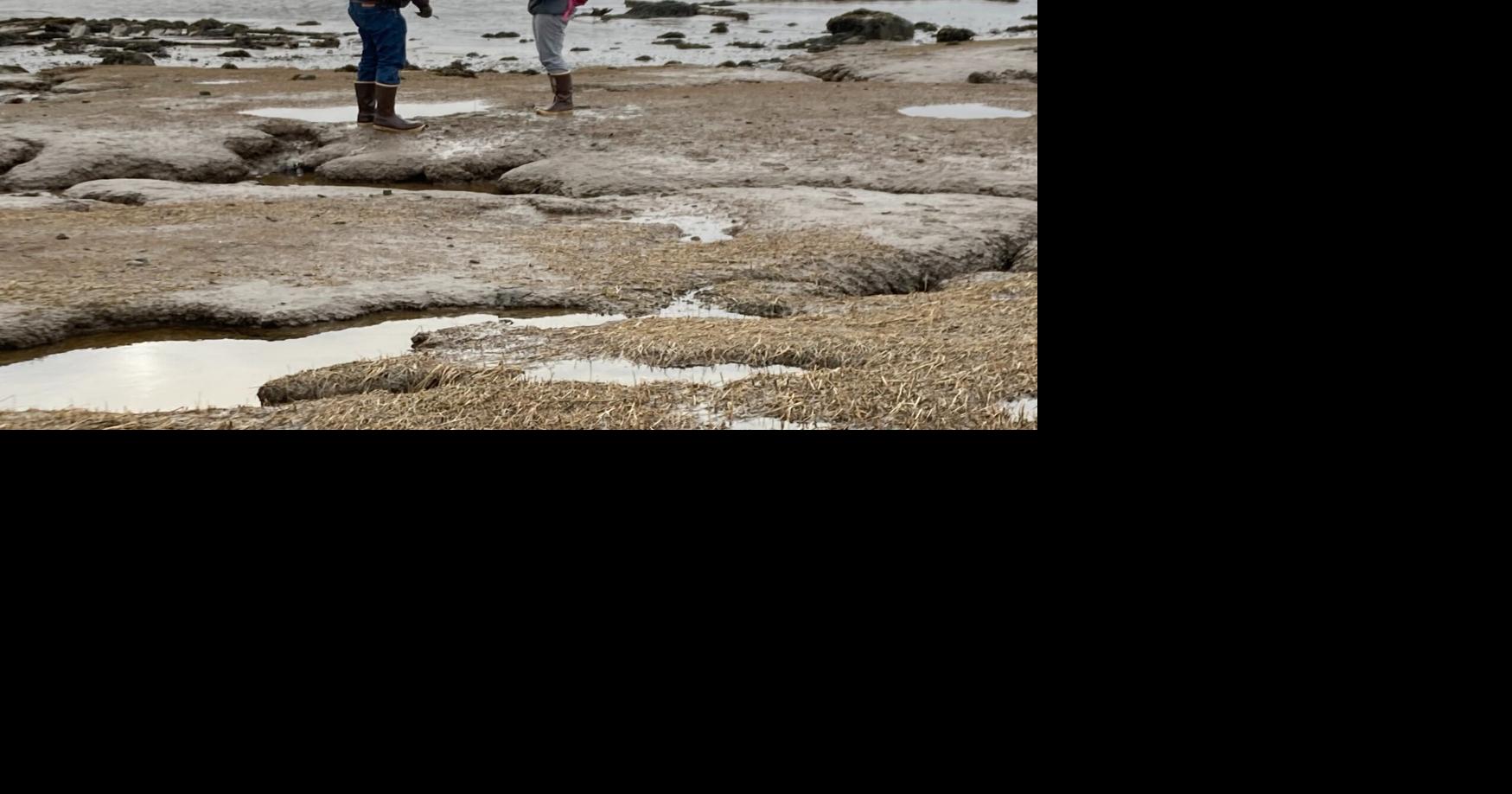 Salt marsh restoration effort looks to past and future | Waterfront ...
