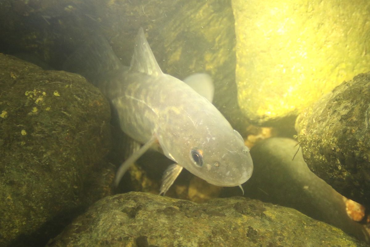 Tomcod Spawning tomcod return to restored brook Downeast | Environment ...