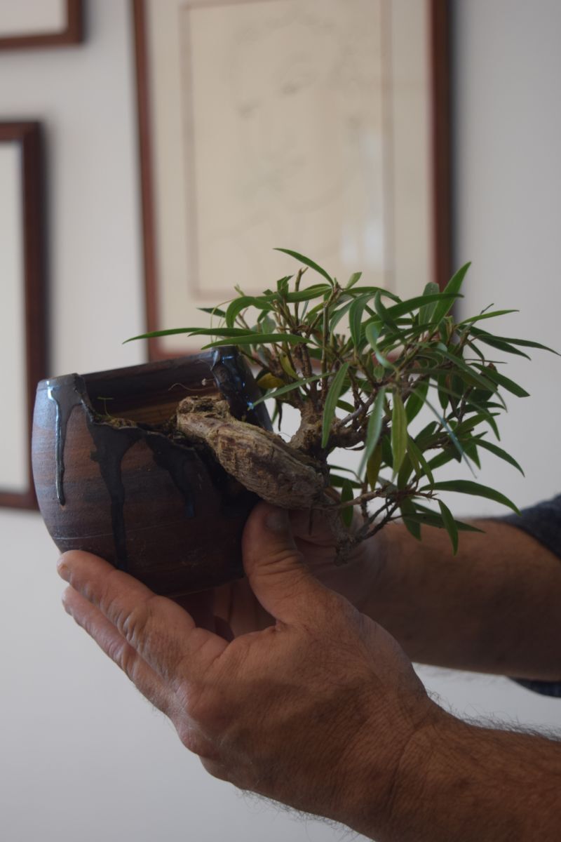 The Tragic Story of My First Bonsai - Laidback Gardener