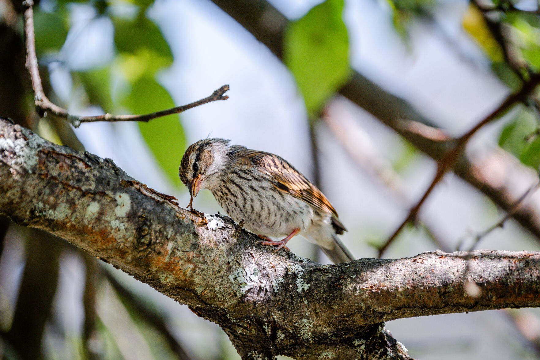 Blue Course Commons UMaine Extension offers virtual backyard bird learning series for kids ...