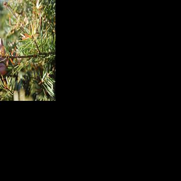 Bah, Humbug! Insect Eating Balsam Needles | Environment ...