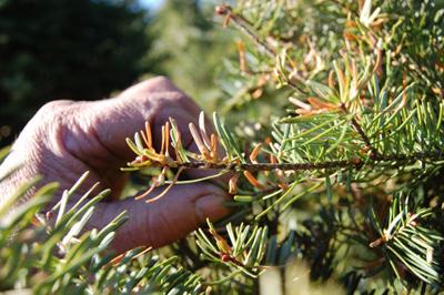 Bah, Humbug! Insect Eating Balsam Needles | Environment ...